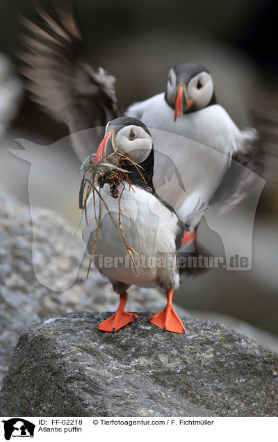 Papageitaucher / Atlantic puffin / FF-02218