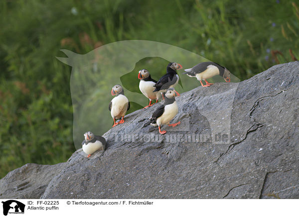 Atlantic puffin / FF-02225