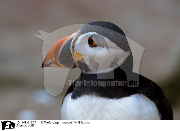 Atlantic puffin / HB-01667