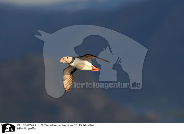 Atlantic puffin / FF-02429