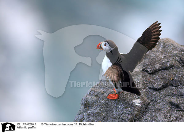 Papageitaucher / Atlantic puffin / FF-02641