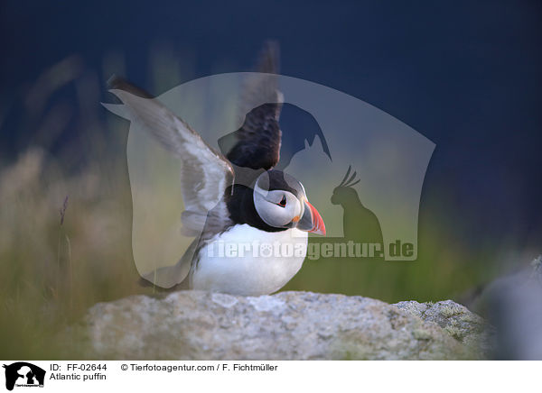 Papageitaucher / Atlantic puffin / FF-02644