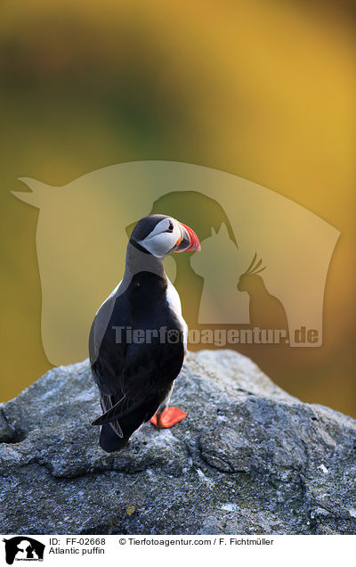 Papageitaucher / Atlantic puffin / FF-02668