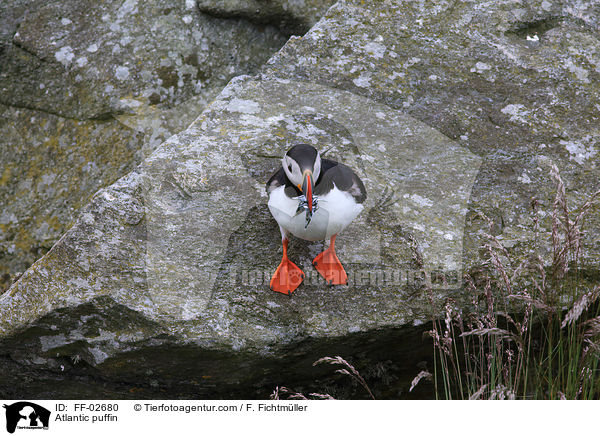 Papageitaucher / Atlantic puffin / FF-02680