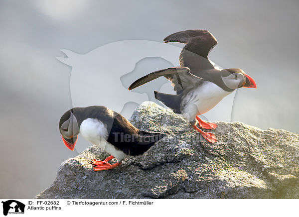 Papageitaucher / Atlantic puffins / FF-02682