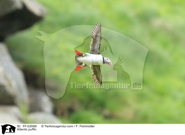 Papageitaucher / Atlantic puffin / FF-02688