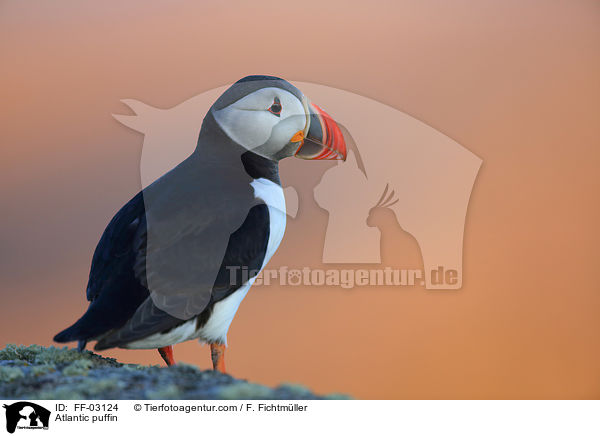 Atlantic puffin / FF-03124