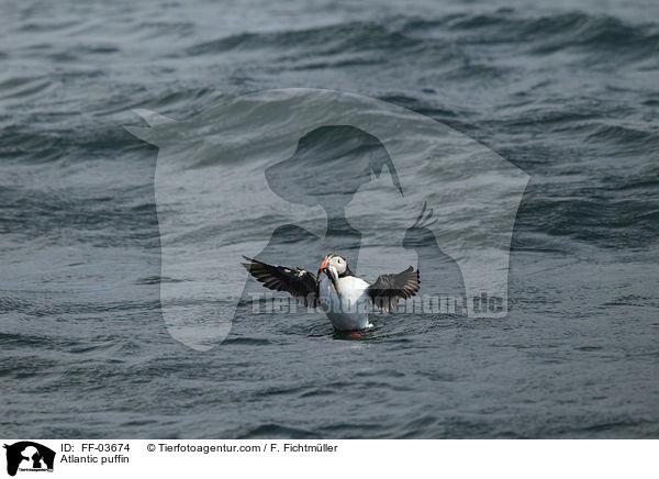 Atlantic puffin / FF-03674