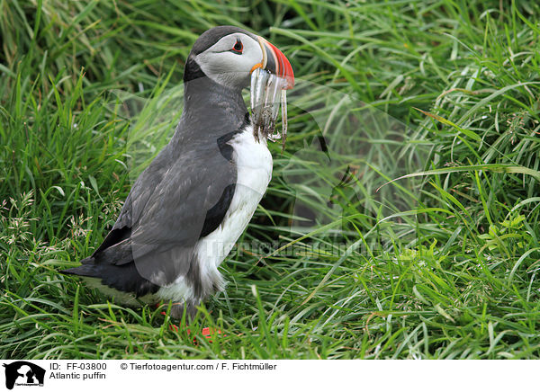 Atlantic puffin / FF-03800