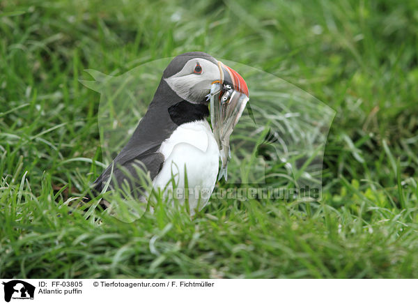 Atlantic puffin / FF-03805