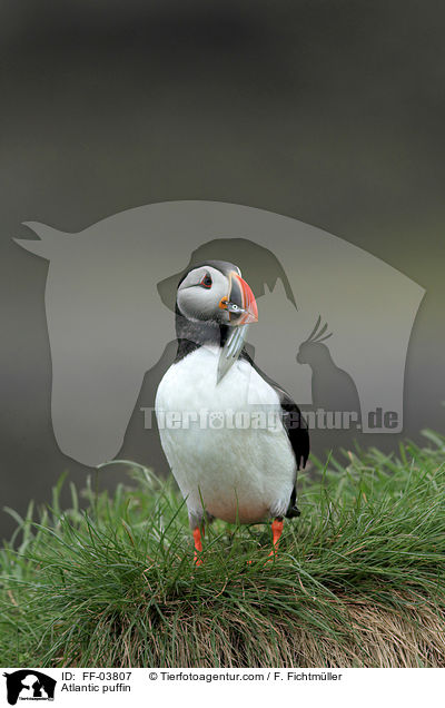 Atlantic puffin / FF-03807