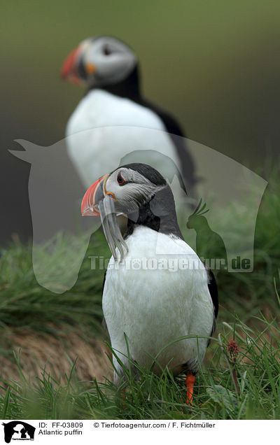 Atlantic puffin / FF-03809