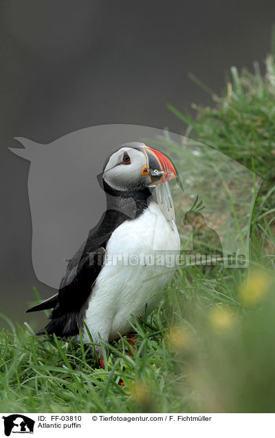 Atlantic puffin / FF-03810