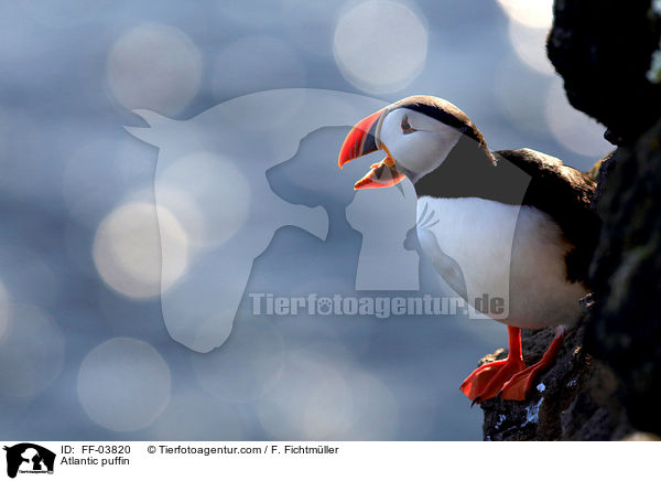 Atlantic puffin / FF-03820