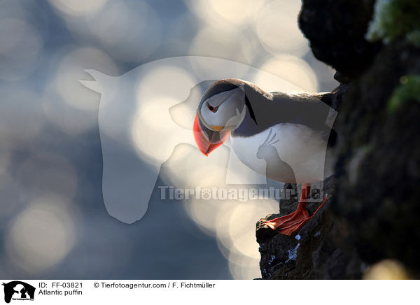 Papageitaucher / Atlantic puffin / FF-03821