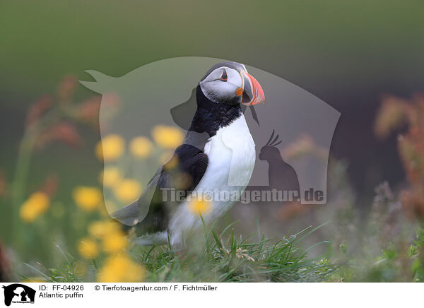 Atlantic puffin / FF-04926