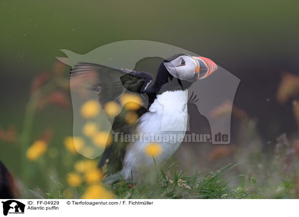 Atlantic puffin / FF-04929