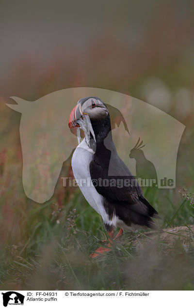 Papageitaucher / Atlantic puffin / FF-04931