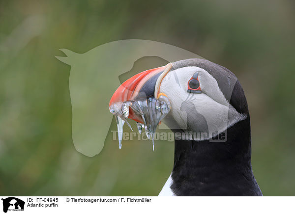 Papageitaucher / Atlantic puffin / FF-04945
