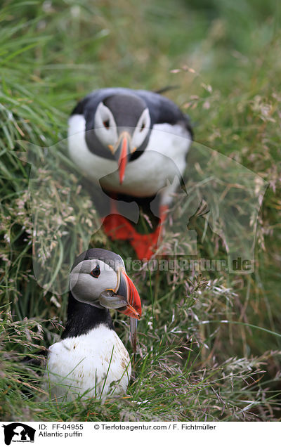 Papageitaucher / Atlantic puffin / FF-04955