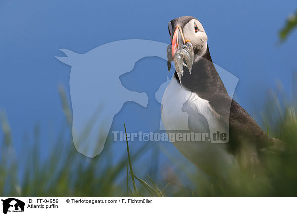 Papageitaucher / Atlantic puffin / FF-04959