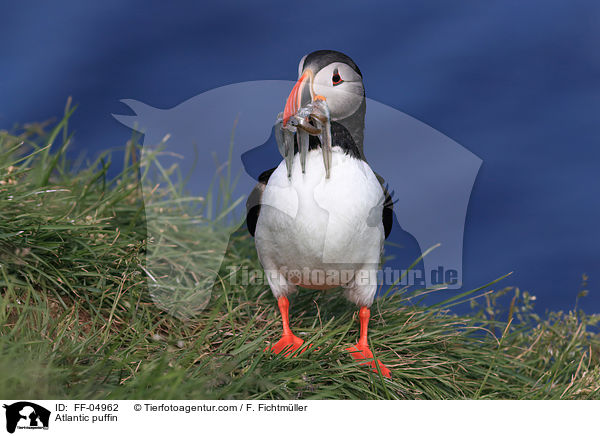 Papageitaucher / Atlantic puffin / FF-04962