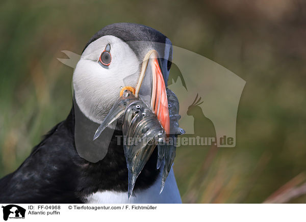 Papageitaucher / Atlantic puffin / FF-04968