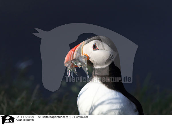 Papageitaucher / Atlantic puffin / FF-04980
