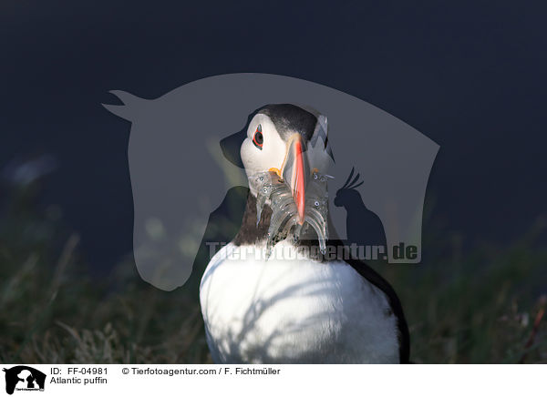 Papageitaucher / Atlantic puffin / FF-04981