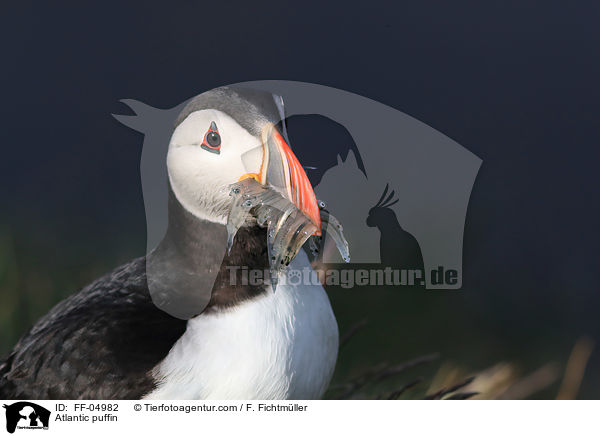 Papageitaucher / Atlantic puffin / FF-04982