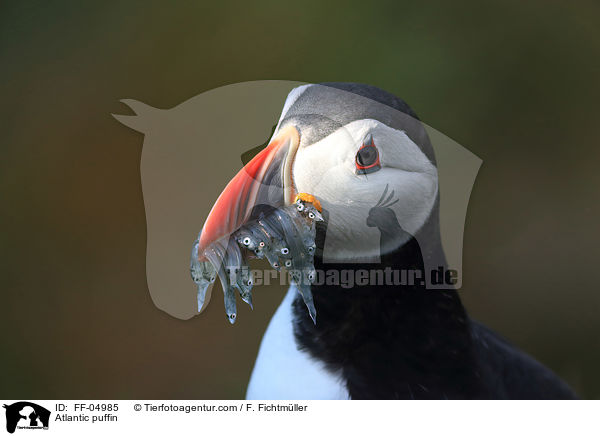 Papageitaucher / Atlantic puffin / FF-04985