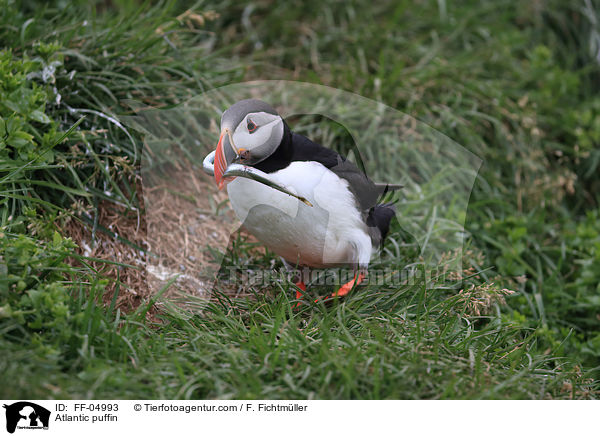 Papageitaucher / Atlantic puffin / FF-04993