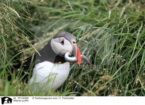 Papageitaucher / Atlantic puffin / FF-04995