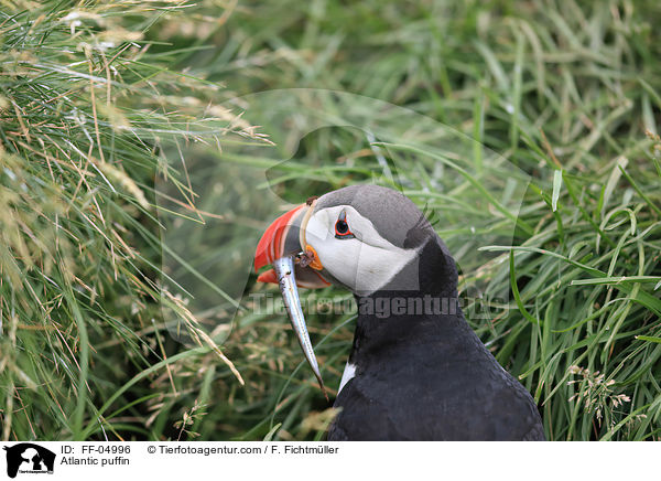 Papageitaucher / Atlantic puffin / FF-04996