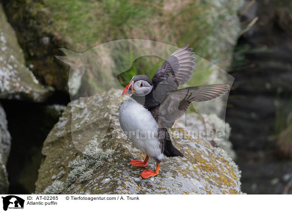Papageitaucher / Atlantic puffin / AT-02265