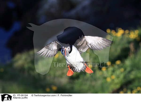 Papageitaucher / Atlantic puffin / FF-06194