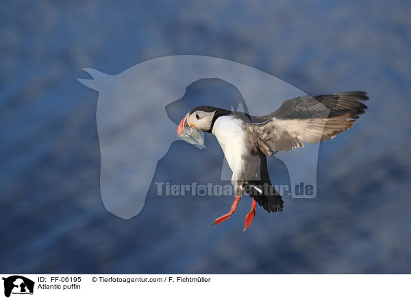 Papageitaucher / Atlantic puffin / FF-06195