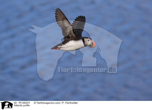 Papageitaucher / Atlantic puffin / FF-06201