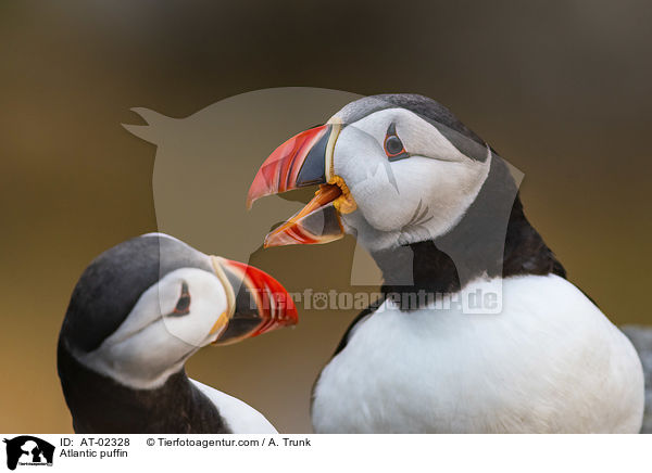 Papageientaucher / Atlantic puffin / AT-02328