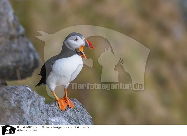 Papageientaucher / Atlantic puffin / AT-02332