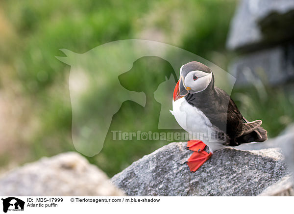 Papageitaucher / Atlantic puffin / MBS-17999