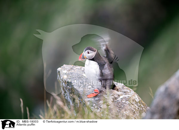 Atlantic puffin / MBS-18003