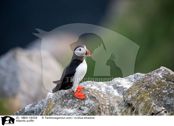 Papageitaucher / Atlantic puffin / MBS-18008