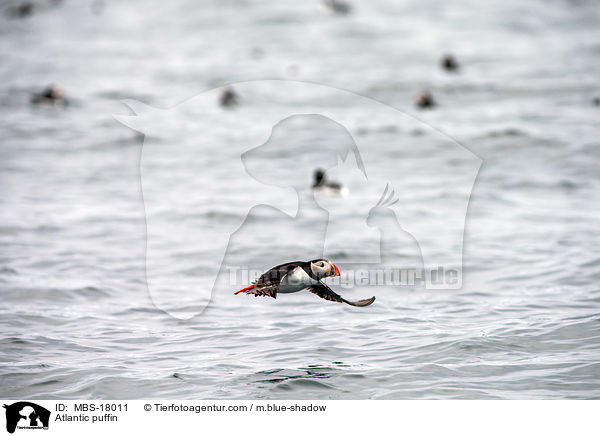Papageitaucher / Atlantic puffin / MBS-18011