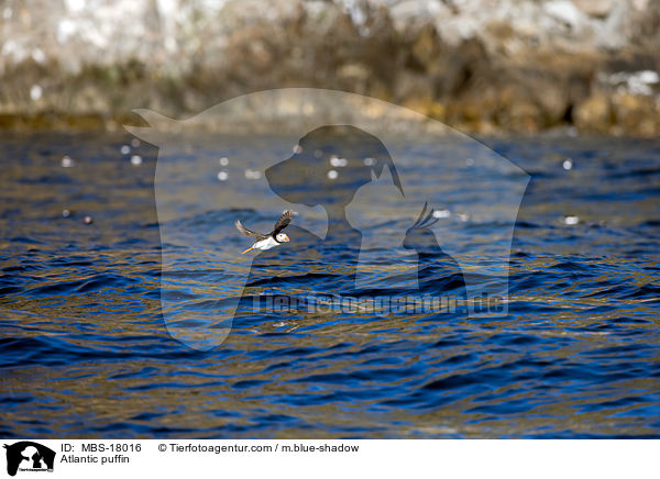 Papageitaucher / Atlantic puffin / MBS-18016