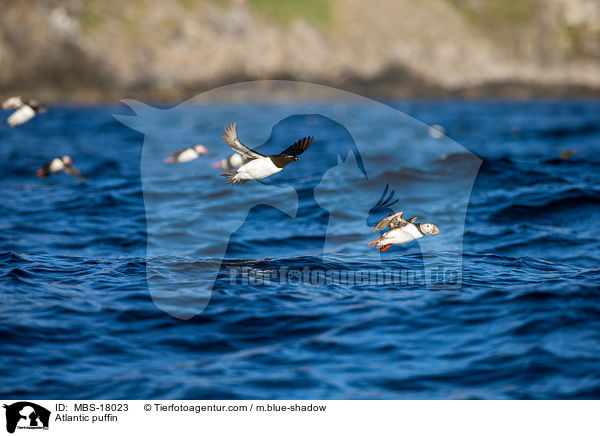 Papageitaucher / Atlantic puffin / MBS-18023