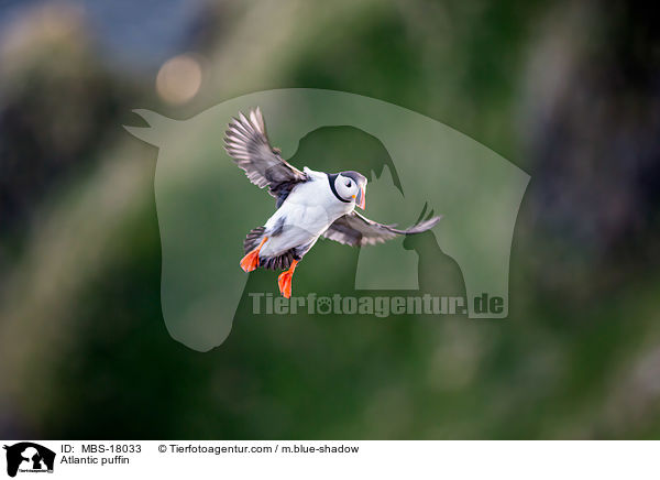 Papageitaucher / Atlantic puffin / MBS-18033