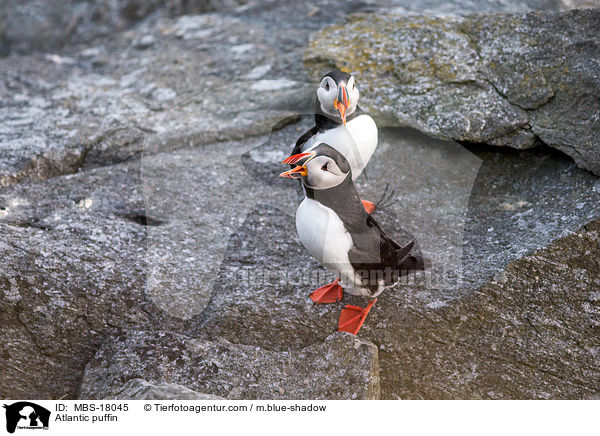 Atlantic puffin / MBS-18045