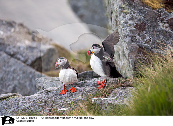 Papageitaucher / Atlantic puffin / MBS-18053