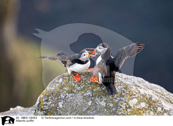 Papageitaucher / Atlantic puffin / MBS-18063